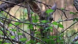Shiloh Ranch Regional California. Stock Footage