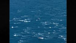 Owl's Fascinating Facts: Spinner Dolphins Instructional Video