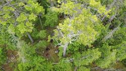 Time is running out for this ancient tree, but a Wolastoqey group hopes it can be saved News Clip