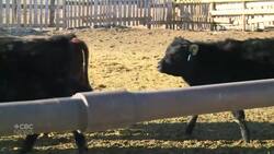 Alberta industries react to U.S. tariff announcement News Clip