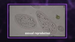 Decoding DNA Instructional Video