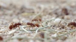 I WONDER - How Do Ants Communicate? Me Pregunto - Cómo Se Comunican Las Hormigas? Instructional Video
