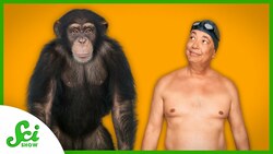 Why are We So Much Chubbier than Other Apes? Instructional Video