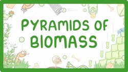 GCSE Biology - Pyramids of Biomass #87 Instructional Video