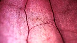 Dry Leaf Analysis Stock Footage