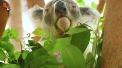 Koala Gives Stinky Hugs! Instructional Video