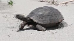 CLEAN : 40 turtles are released into the nature to celebrate anti-deforestation pact in Colombian Amazon News Clip