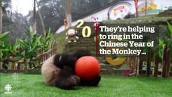 Giant panda cubs make their debut News Clip