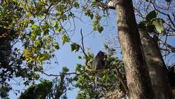 Monkeys eating in Uluwatu Forest in Bali Stock Footage