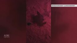 Sea turtle baby boom News Clip