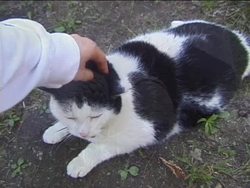 Classifying Living Things Review Instructional Video