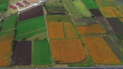 Mexican farmers cut cempasuchil flowers ahead of Day of the Dead News Clip
