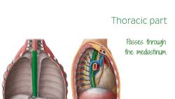 Esophagus Instructional Video