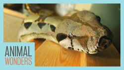 Meet And Greet: Daisy the Boa Constrictor! Instructional Video