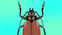 Insects Around the World Instructional Video