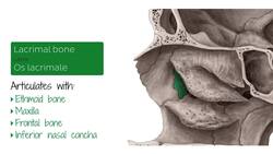 Midsagittal skull Instructional Video