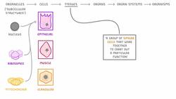 GCSE Biology - Levels of Organisation - Cells, Tissues, Organs and Organ Systems Instructional Video