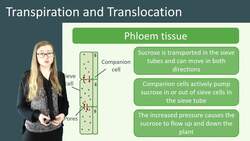 Transport System in Plants: Transpiration and Translocation Instructional Video