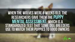 These Adorable Wolves Play Fetch – And Defy Dogma | SciShow News Instructional Video