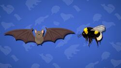 I WONDER - What Is The Smallest Mammal? Me Pregunto - Cuál Es El Mamífero Más Pequeño? Instructional Video