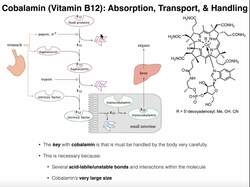 Digestion, Absorption, & Handling of Vitamin B12 (Cobalamin) Instructional Video