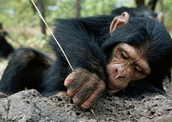 Chimps choosing materials Instructional Video