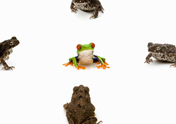 Classification keys Instructional Video