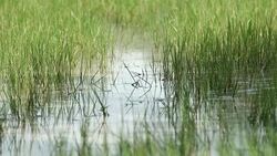 Tall grass in water meadows in 4K Stock Footage