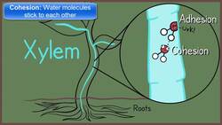 Properties of Water Instructional Video