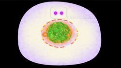 Reproduction and Species Continuity: Cell Division in the First Phase of Meiosis Instructional Video