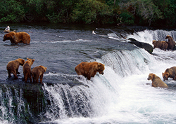 Grizzly Bears - Surviving Winter Instructional Video