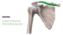 Subclavius muscle Instructional Video