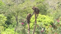 CLEAN : Vietnam's Monkey Island draws tourists News Clip