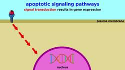 Apoptosis Programmed Cell Death Instructional Video