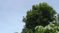 Surviving Acid Attacks: The Stories of Victims and the Fight for Recovery Instructional Video