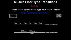 Exercise Physiology | Muscle Fiber Type Transitions Instructional Video