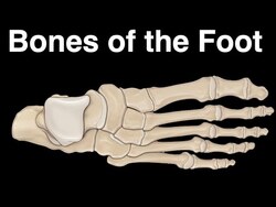 Bones of the Foot Instructional Video