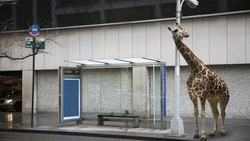 The Value of Inclusion Instructional Video