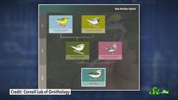 When Three Species Combine Multi-Species Hybrids Instructional Video