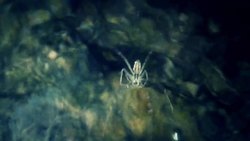 Spider Movement and Mating Instructional Video