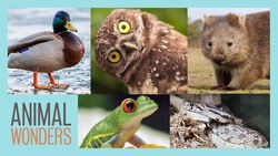Neat Animal Facts | Compilation Instructional Video