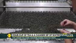 A single cup of tea can remove up to 15% of lead from water News Clip