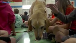 Abused Dog Inspires Hollywood Film ‘Miracle Marshall’ Instructional Video