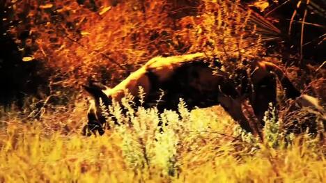 Exploring the Diversity and Hunting Habits of Canine Predators