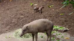 Just How Small and Cute Can These 2-Week-Old Piglets Be! Instructional Video