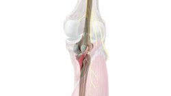 Popliteus muscle (3D) Instructional Video