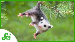 How Did North America End Up With a Marsupial? Instructional Video