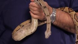 How to Take Care of a Boa Constrictor Instructional Video