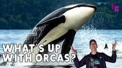 Orcas Aren't Just Messing With Yachts Instructional Video