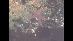 Acadia National Park - Seastar in Tidepool Instructional Video